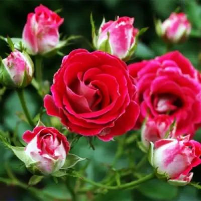 Роза ШОНЕ КОБЛЕНЦЕРИН флорибунда в Слониме