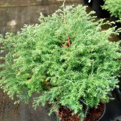 Кипарисовик СКВАРРОЗА горохоплодный в Слониме