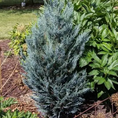 Кипарисовик ДАРТС БЛЮ РИББОН лавсона в Слониме