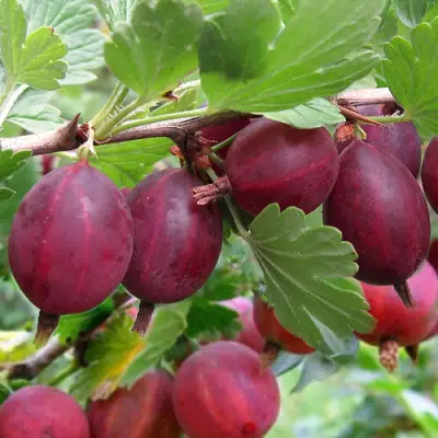 Крыжовник ХИННОМАКИ РОТ в Слониме