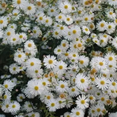 Болтония СНОУБЭНК в Слониме