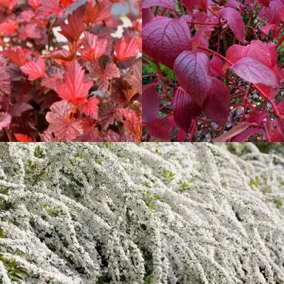 Комплект ЖИВАЯ ИЗГОРОДЬ в Слониме