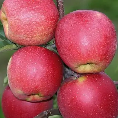 Яблоня ЧЕМПИОН в Слониме