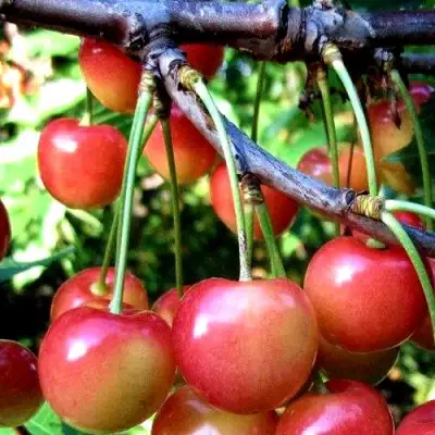Черешня ГАСТИНЕЦ в Слониме