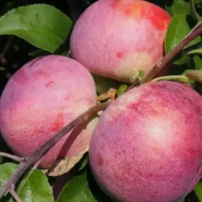 Яблоня БЕЛОРУССКОЕ МАЛИНОВОЕ в Слониме