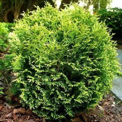 Туя ВОТЕРФИЛД западная в Слониме