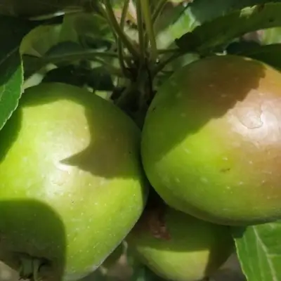 Яблоня ПАМЯТЬ СИКОРЫ в Слониме