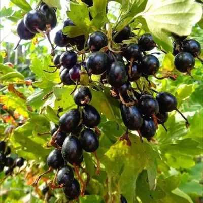 Смородина золотистая ОВАЛЬНАЯ в Слониме