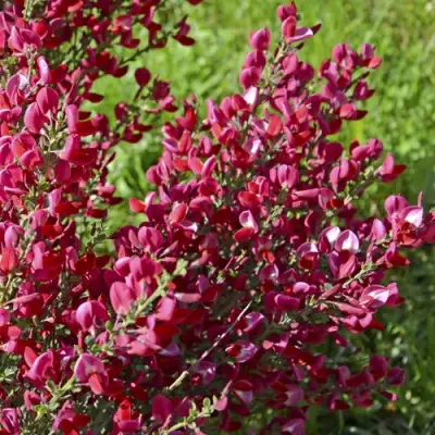 Ракитник БОСКОП РУБИ  в Слониме