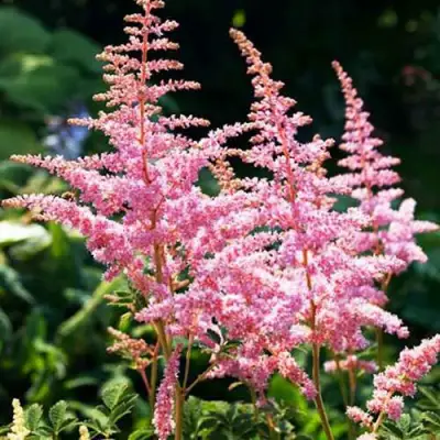 Астильба ЭДЕНС ОДИССЕЙ Арендса в Слониме