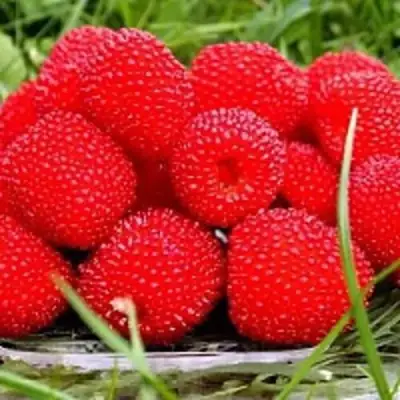 Малина ТИБЕТСКАЯ (РОЗОЛИСТНАЯ) в Слониме