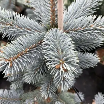 Ель РОЯЛ БЛЮ колючая  в Слониме