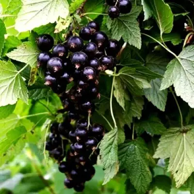 Смородина чёрная БЕЛОРУССКАЯ СЛАДКАЯ в Слониме