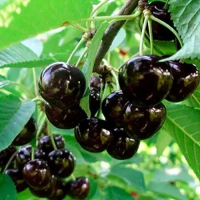 Черешня МУСКАТНАЯ в Слониме