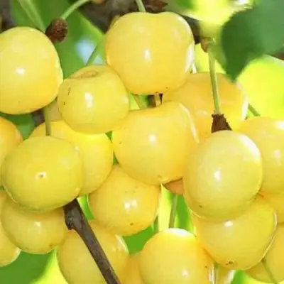 Черешня РОССОШАНСКАЯ ЗОЛОТАЯ в Слониме