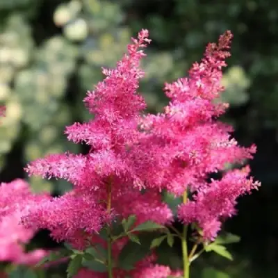 Астильба САННИ ДЕЙ гибридная в Слониме