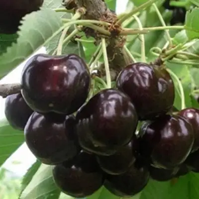 Вишня РОССОШАНСКАЯ ЧЕРНАЯ в Слониме