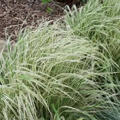 Вейник ОВЕРДАМ остроцветковый в Слониме