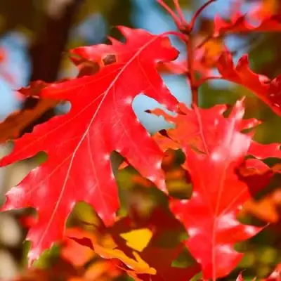 Дуб красный в Слониме