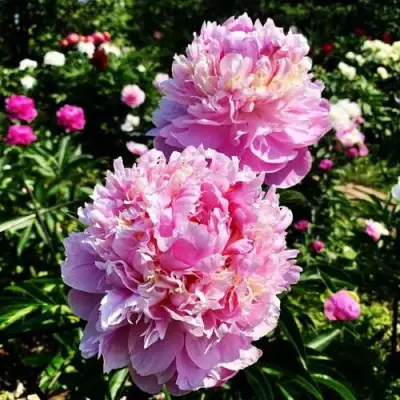 Пион ЛАВОН травянистый в Слониме