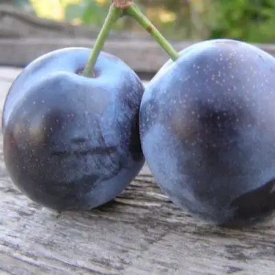 Слива БЛЮФРИ в Слониме