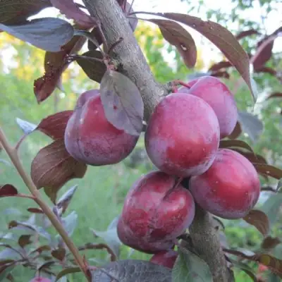 Слива ЛАМА в Слониме