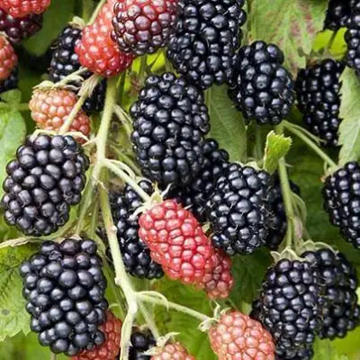 Ежевика НАВАХО бесшипная  в Слониме