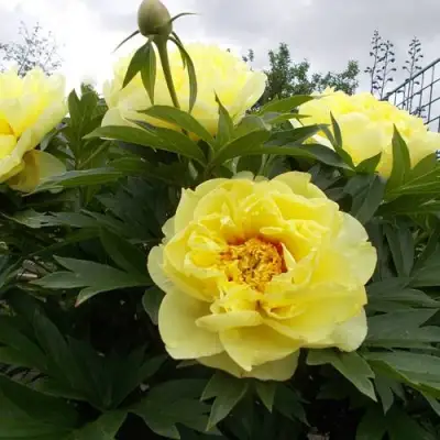 Пион БАРЦЕЛЛА (БАРТЗЕЛЛА) ито-гибрид в Слониме