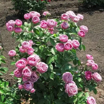 Роза МИСТИ БАБЛС спрей в Слониме