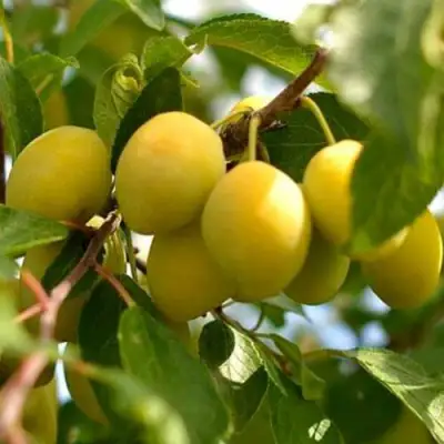 Слива ОЧАКОВСКАЯ ЖЕЛТАЯ в Слониме