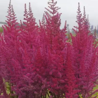 Астильба МАЙТИ ЧОКОЛАТ ЧЕРРИ китайская в Слониме