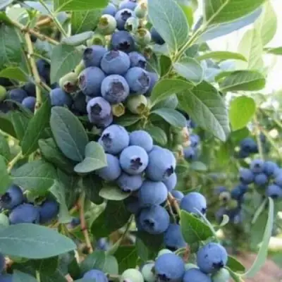 Голубика ЭЛЛИОТ в Слониме