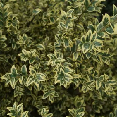 Самшит АУРЕАВАРИЕГАТА в Слониме