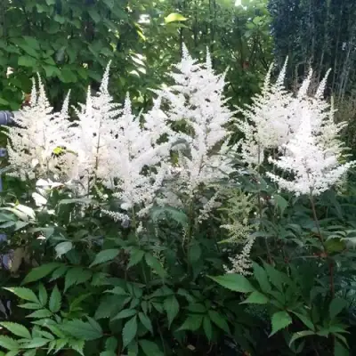 Астильба БРАУТШЛЕЙЕР Арендса в Слониме