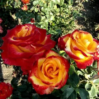 Роза ХАЙ МЭДЖИК чайно-гибридная в Слониме