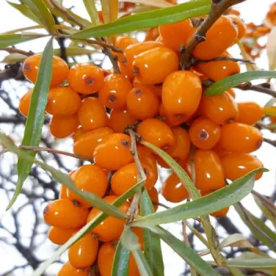 Облепиха КОСТЕР в Слониме