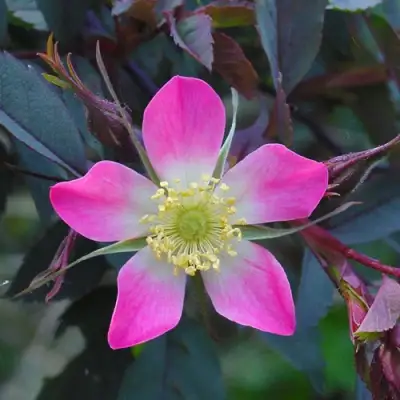 Роза сизая в Слониме