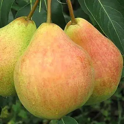 Груша ЛЮБИМИЦА ЯКОВЛЕВА в Слониме