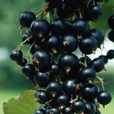 Смородина чёрная ВЕЛОЙ (ЛЕНИНГРАДСКАЯ СЛАДКАЯ) в Слониме