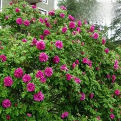 Шиповник ХАНСА в Слониме