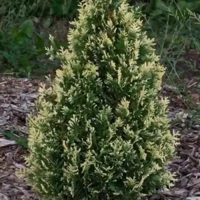 Туя БРАБАНТ ВАРИЕГАТТА западная в Слониме