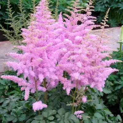 Астильба ГИАЦИНТ Арендса в Слониме