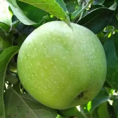 Яблоня РЕНЕТ СИМИРЕНКО в Слониме