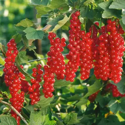 Смородина красная РУДНЕУС в Слониме