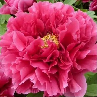 Пион КОРОЛЕВСКИЙ ЦВЕТОК древовидный в Слониме