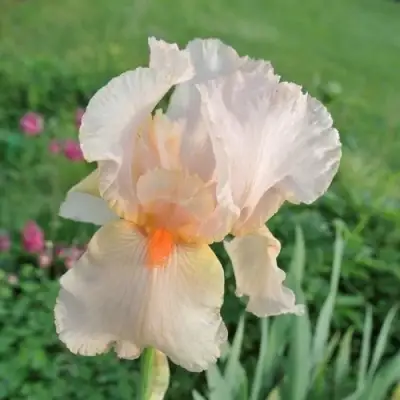 Ирис ПАТИ ДРЕСС бородатый в Слониме