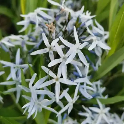 Амсония иволистная в Слониме