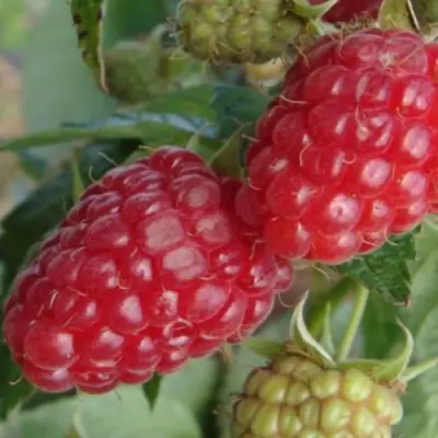 Малина РАДЗИЕВА в Слониме