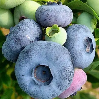 Голубика ПАТРИОТ в Слониме