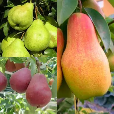 Комплект ГРУШЕВОЕ АССОРТИ в Слониме